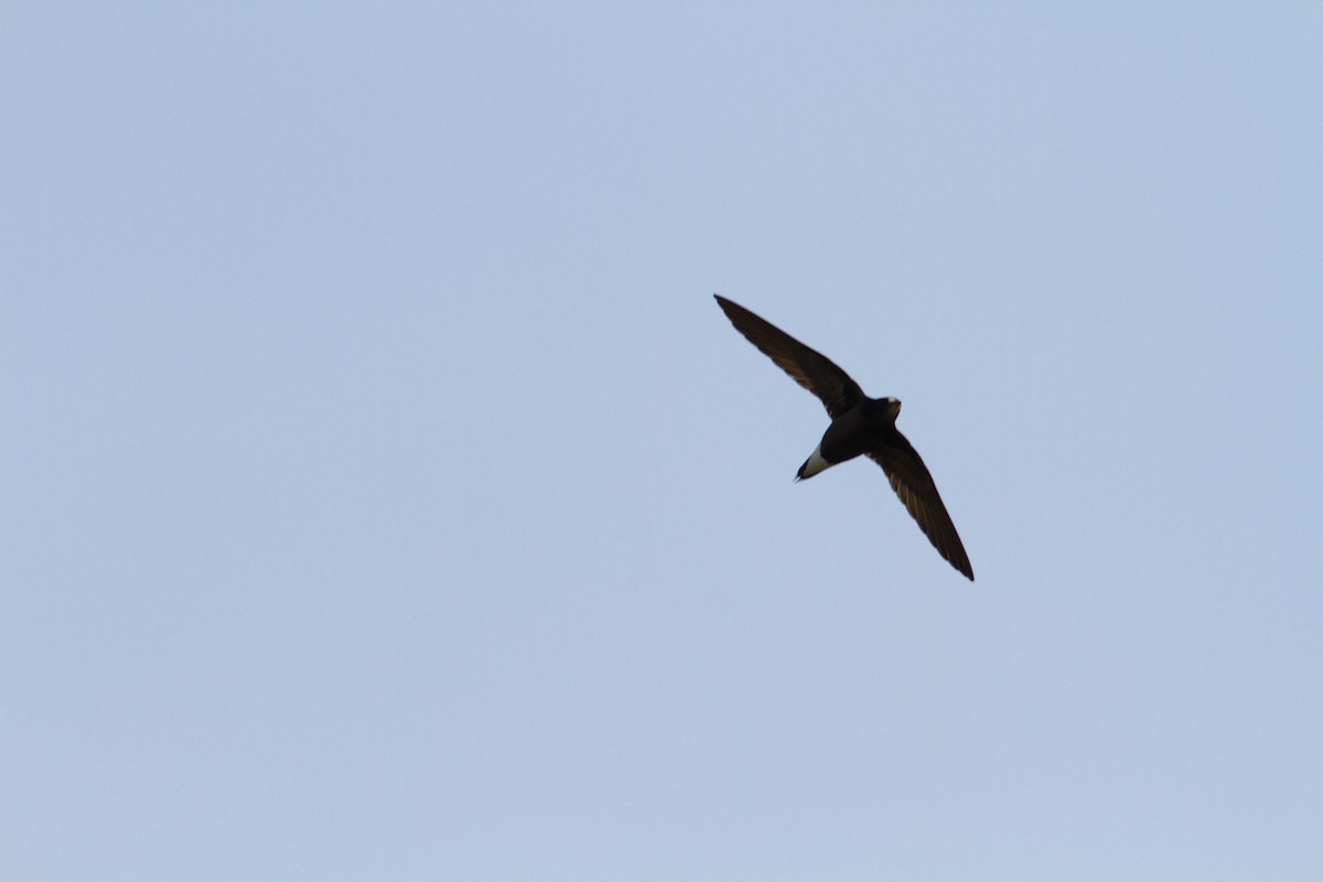Brown-backed Needletail - ML94395731