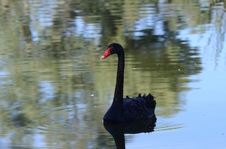 Black Swan, ML94396301
