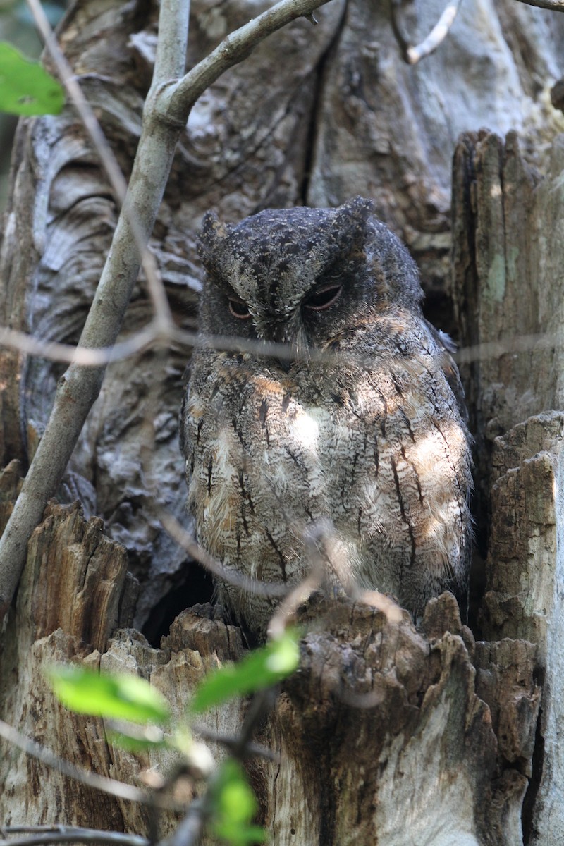 Madagascar Scops-Owl (Torotoroka) - Philip Boyle