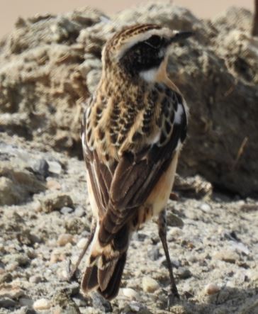 Whinchat - Irvin Calicut
