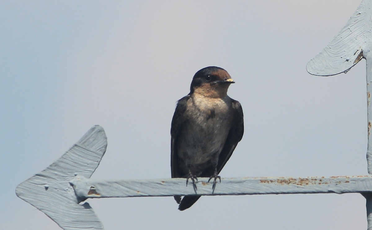Pacific Swallow - Craig Evans