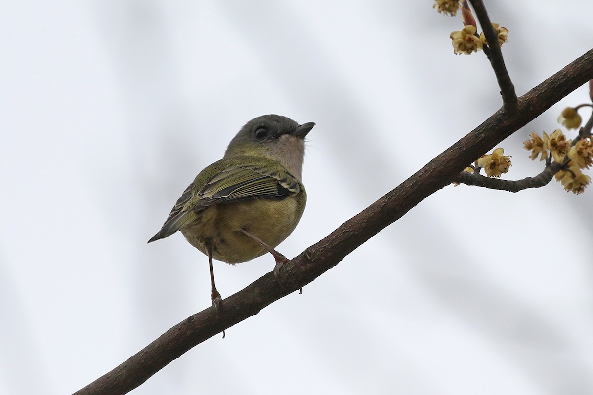 Green Shrike-Babbler - Charley Hesse TROPICAL BIRDING