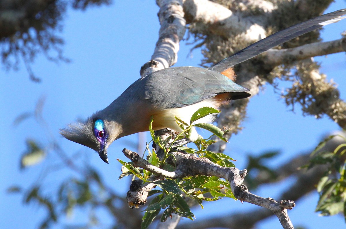 Crested Coua - ML94400061
