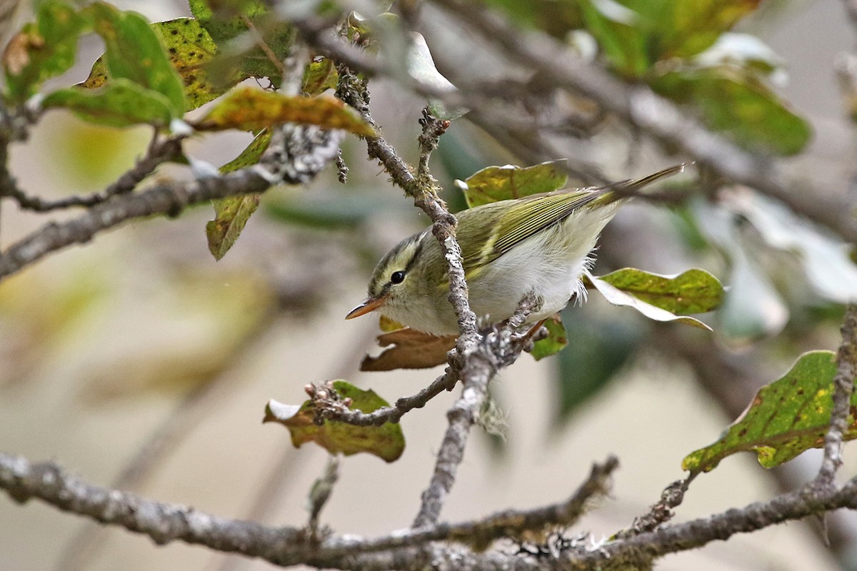 Blyth's Leaf Warbler - Charley Hesse TROPICAL BIRDING