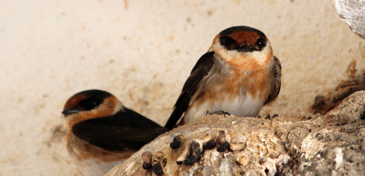 Cave Swallow - ML94400521