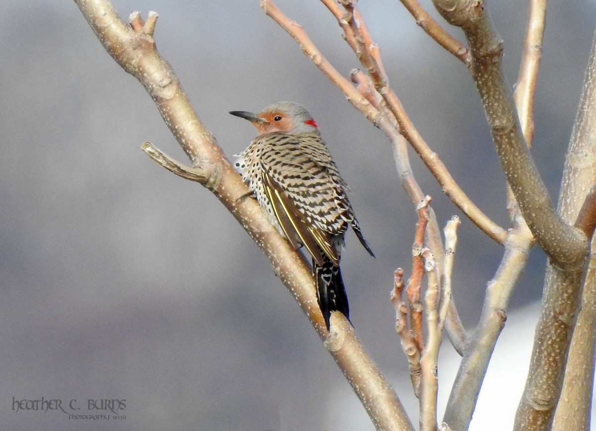 Northern Flicker (Yellow-shafted) - Heather Burns