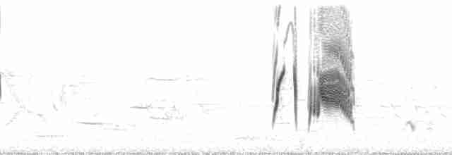 tyranovec vrbový - ML94402