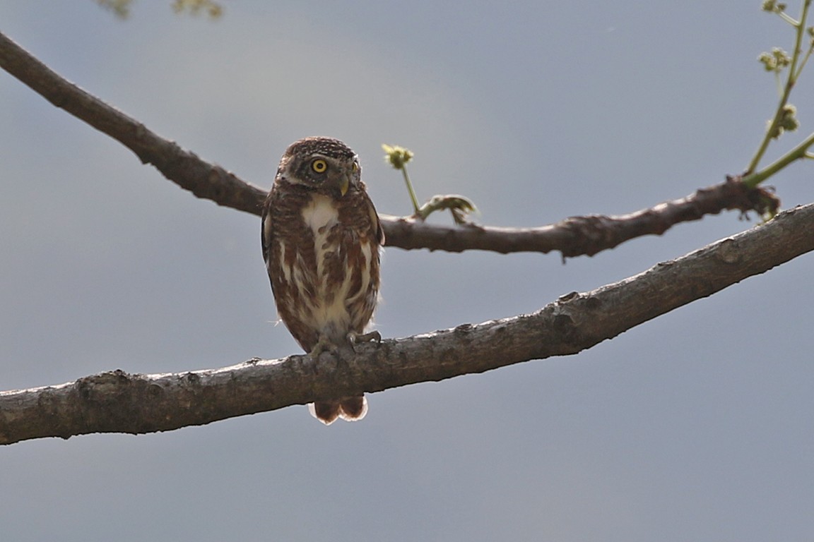 Collared Owlet - ML94403261