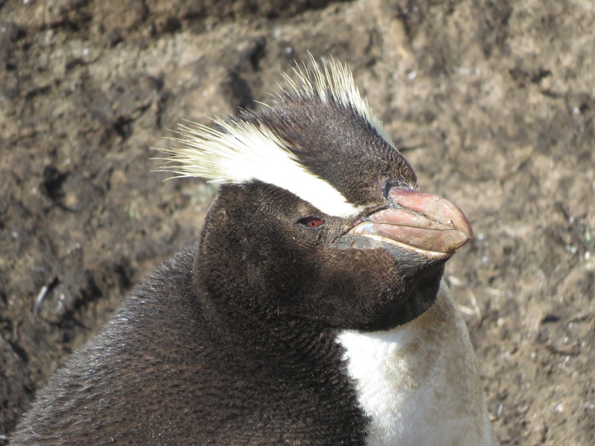 Erect-crested Penguin - ML94403611