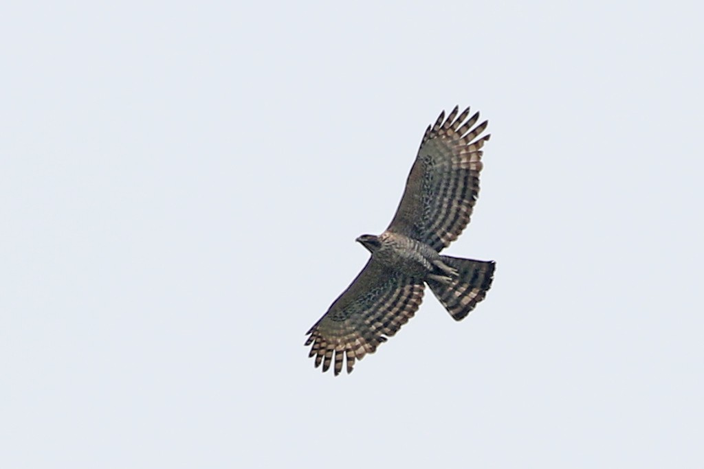 Mountain Hawk-Eagle - Charley Hesse TROPICAL BIRDING