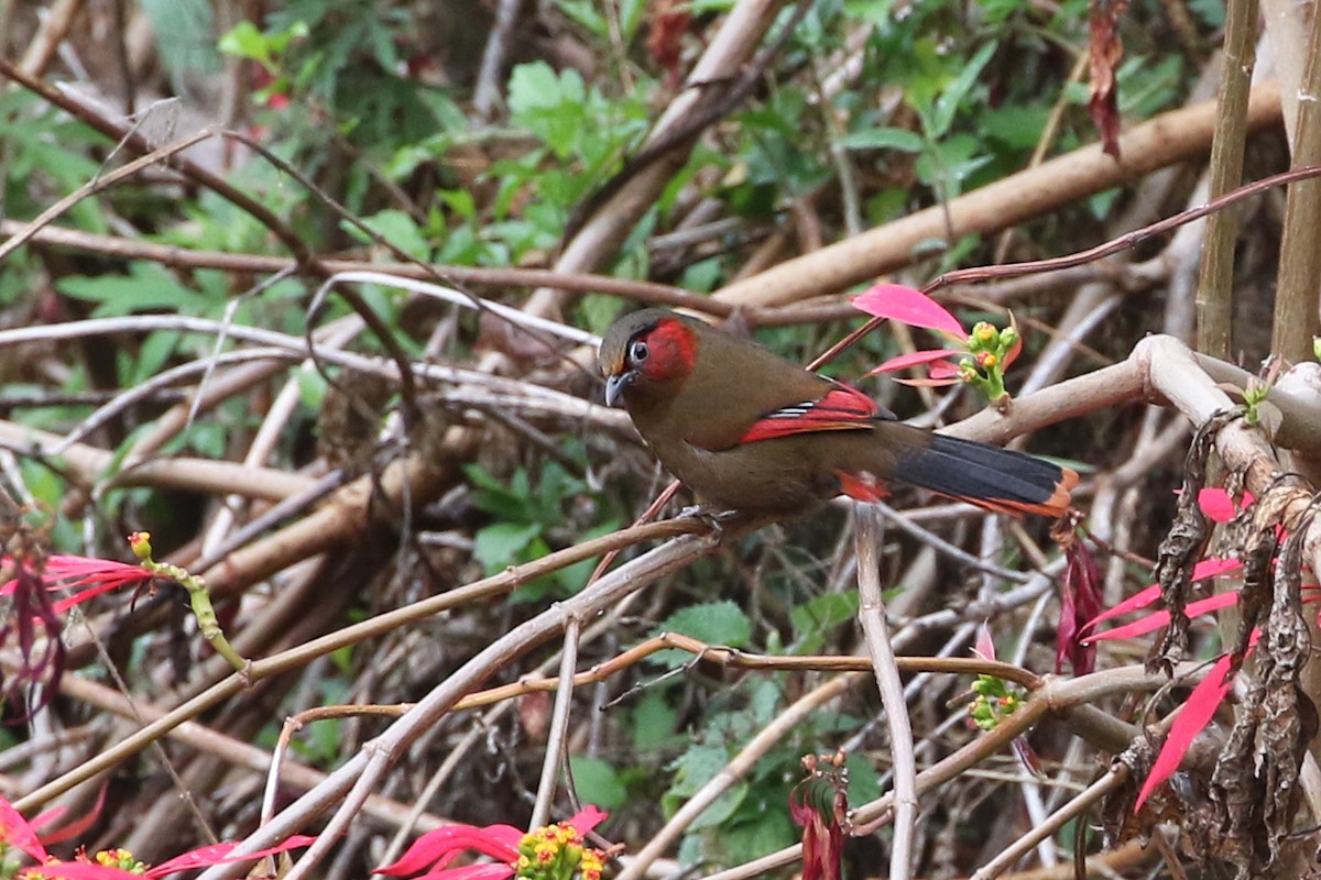 Red-faced Liocichla - ML94404161