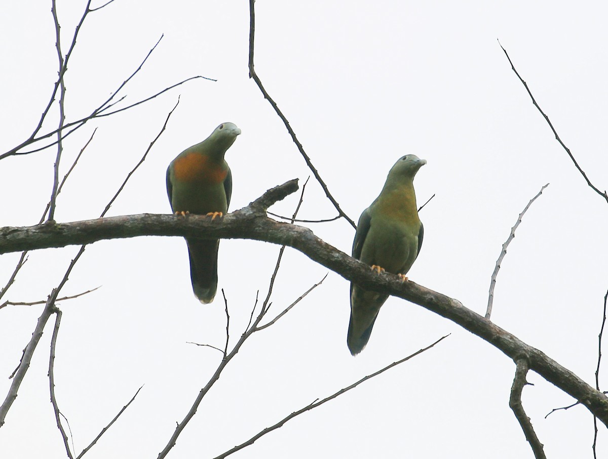 Large Green-Pigeon - Neoh Hor Kee