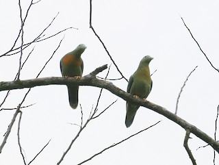  - Large Green-Pigeon