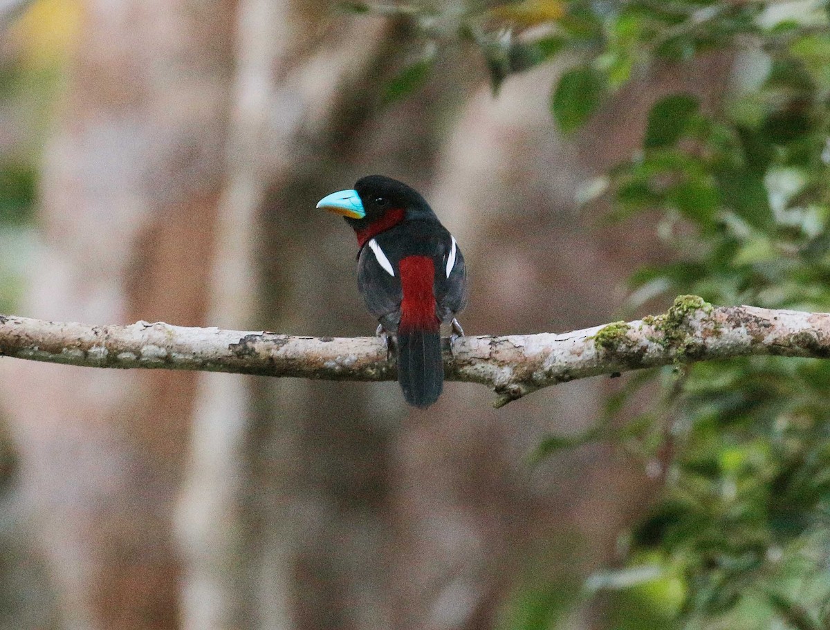 Black-and-red Broadbill - Neoh Hor Kee
