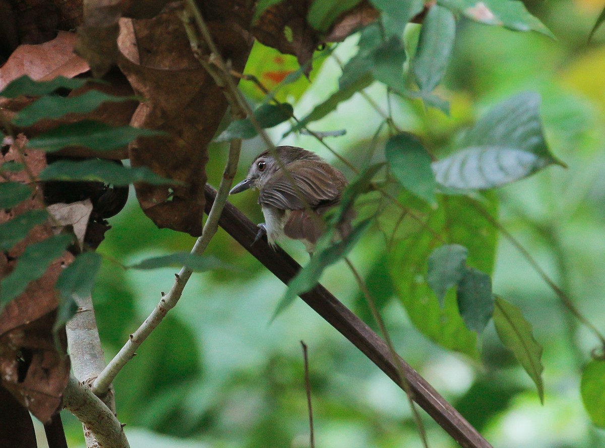 Sooty-capped Babbler - Neoh Hor Kee