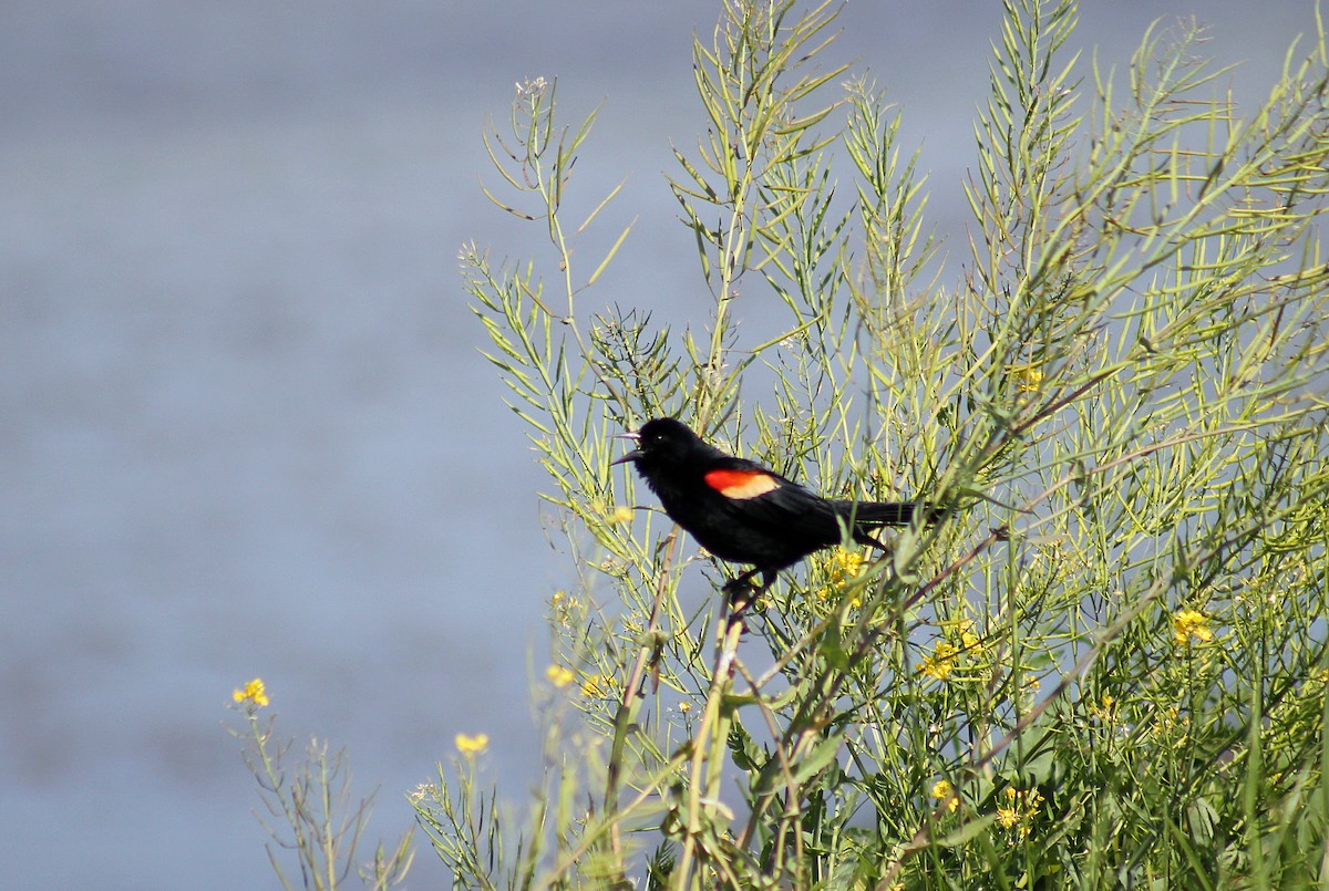Red-winged Blackbird - ML94407011