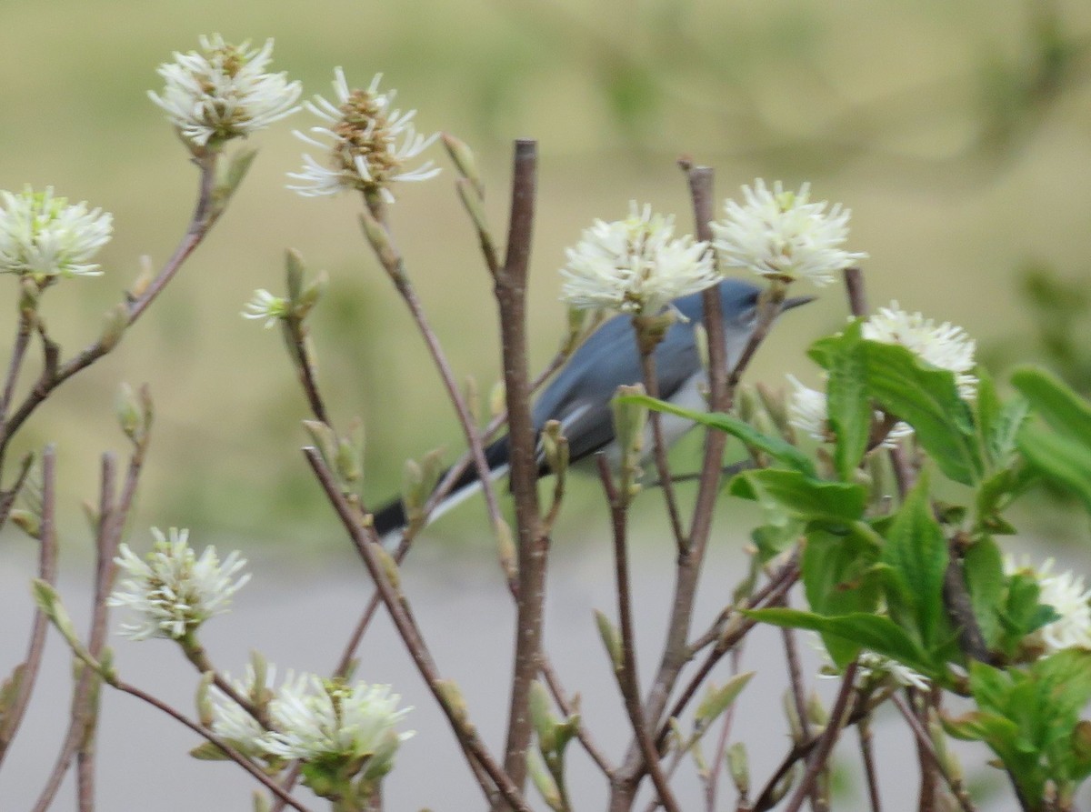Blue-gray Gnatcatcher - michele ramsey
