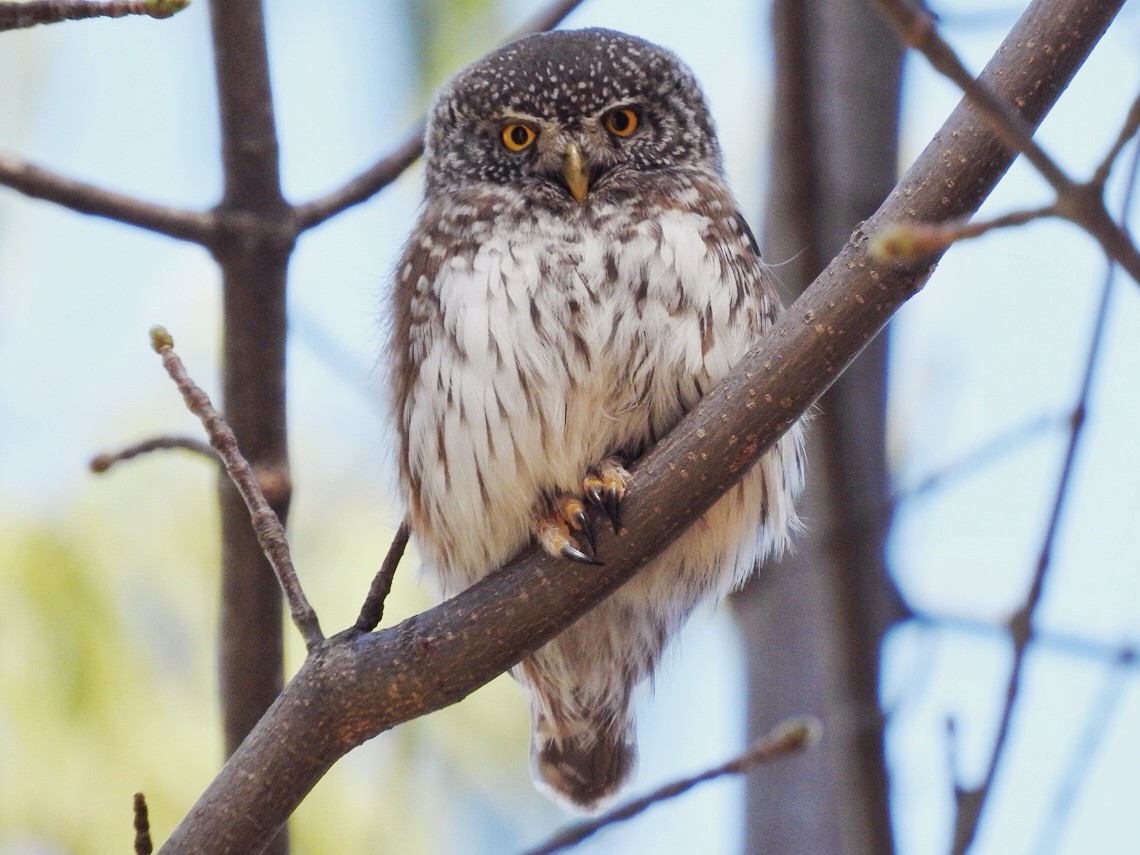 Eurasian Pygmy-Owl - ML94407681