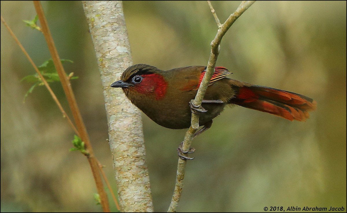 Red-faced Liocichla - Albin Jacob
