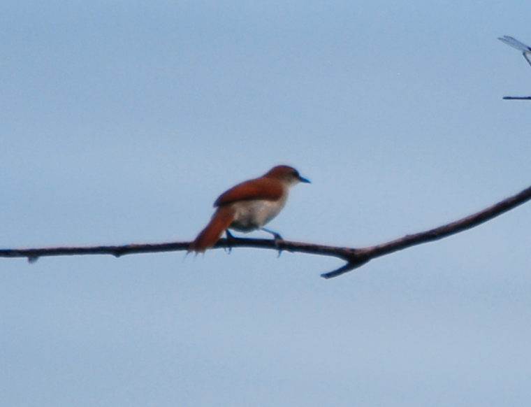Rusty-backed Spinetail - Daniel Hoops
