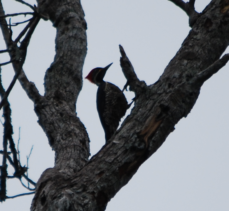 Lineated Woodpecker - Daniel Hoops
