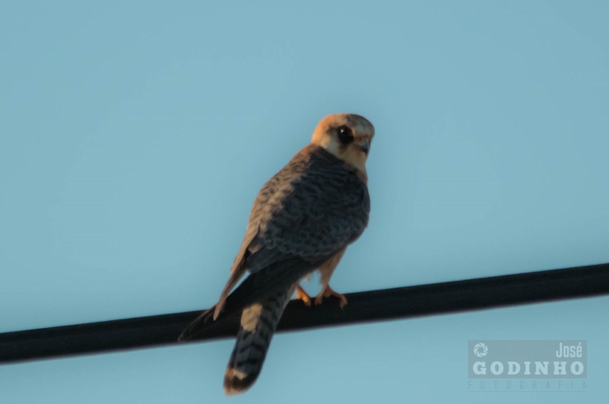 Red-footed Falcon - José Godinho