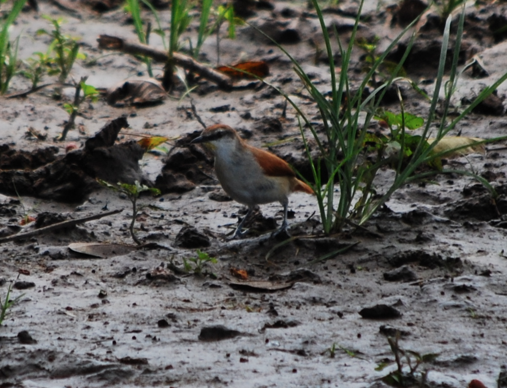 Yellow-chinned Spinetail - ML94413331