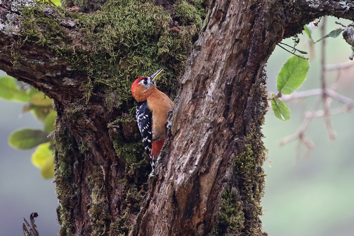 Rufous-bellied Woodpecker - Charley Hesse TROPICAL BIRDING