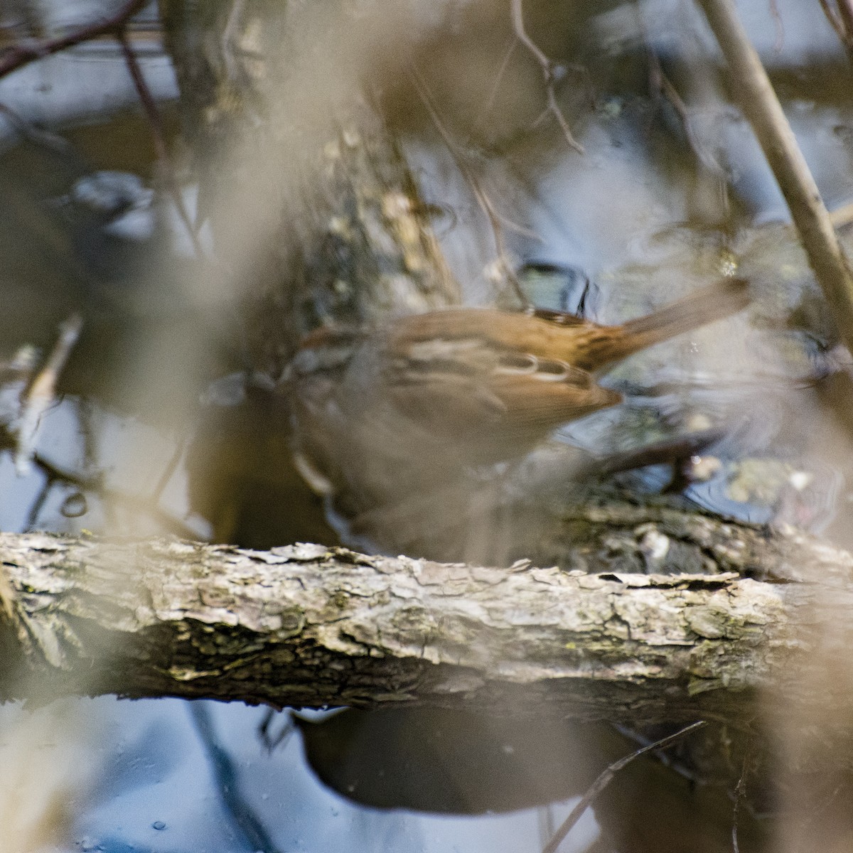 Swamp Sparrow - ML94416131