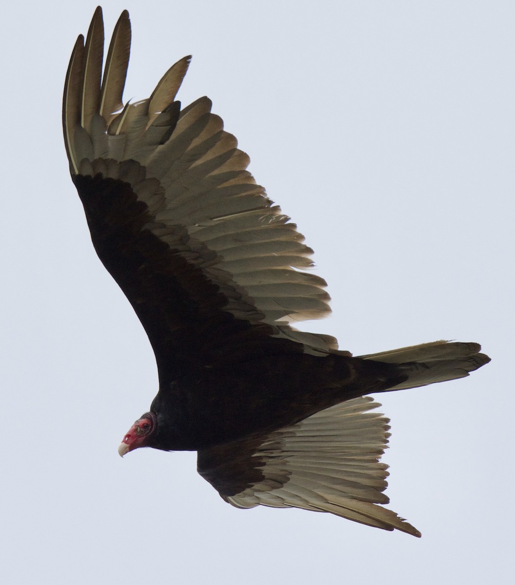 Turkey Vulture - ML94422611