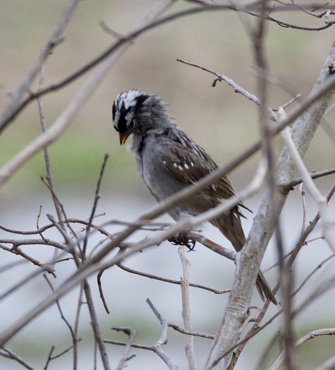 White-crowned Sparrow - ML94423181