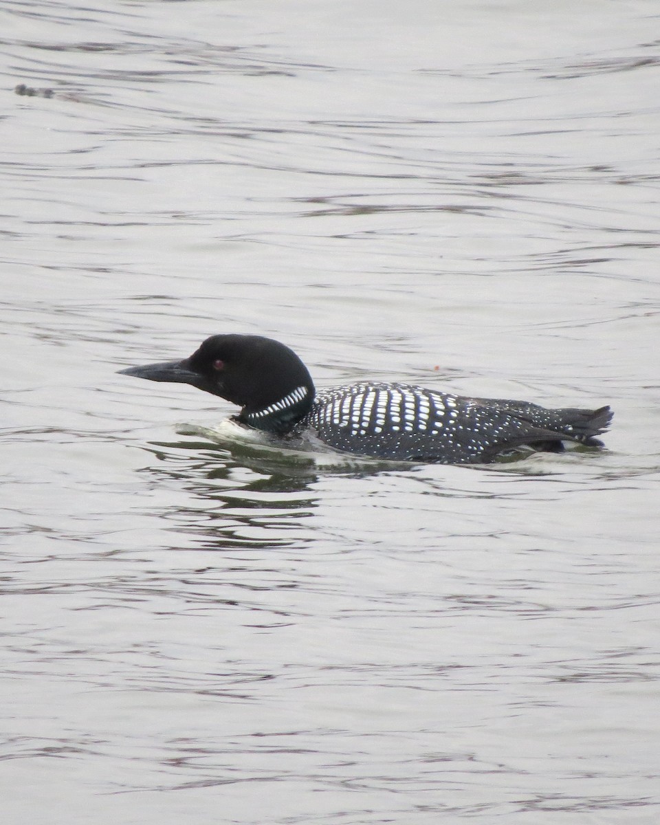 Common Loon - Tristan Lowery
