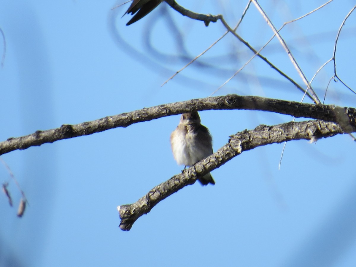 Northern Rough-winged Swallow - ML94425851