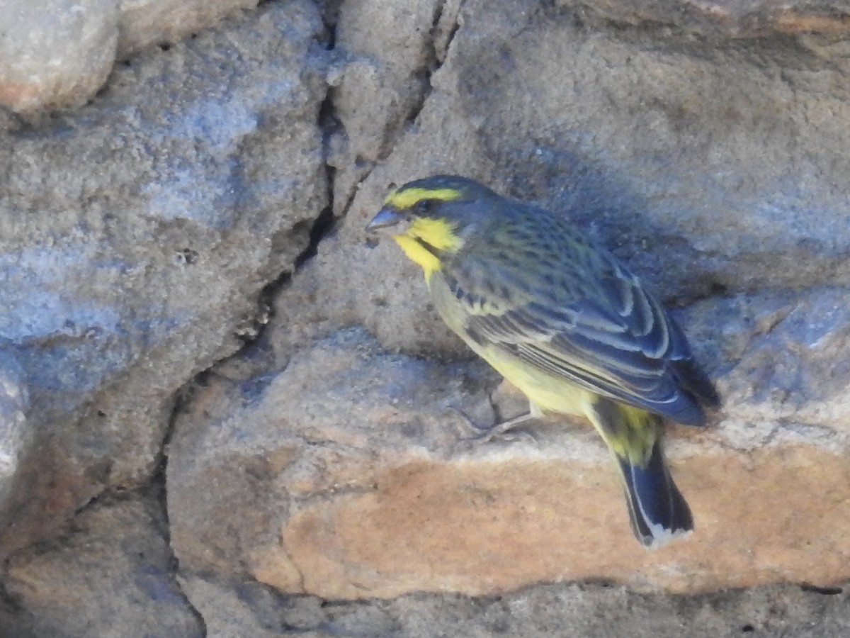 Yellow-fronted Canary - Nick Hudson