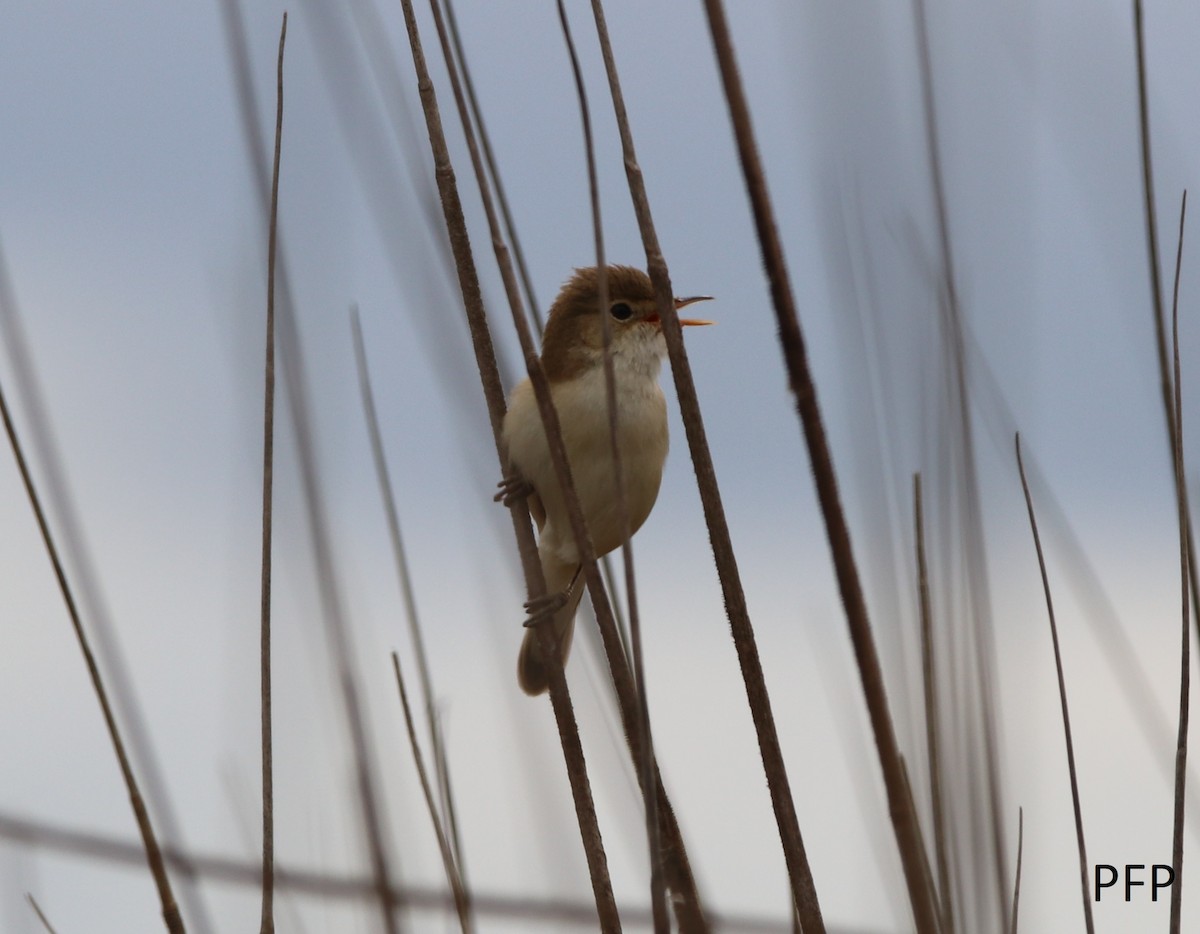 Common Reed Warbler - ML94429871