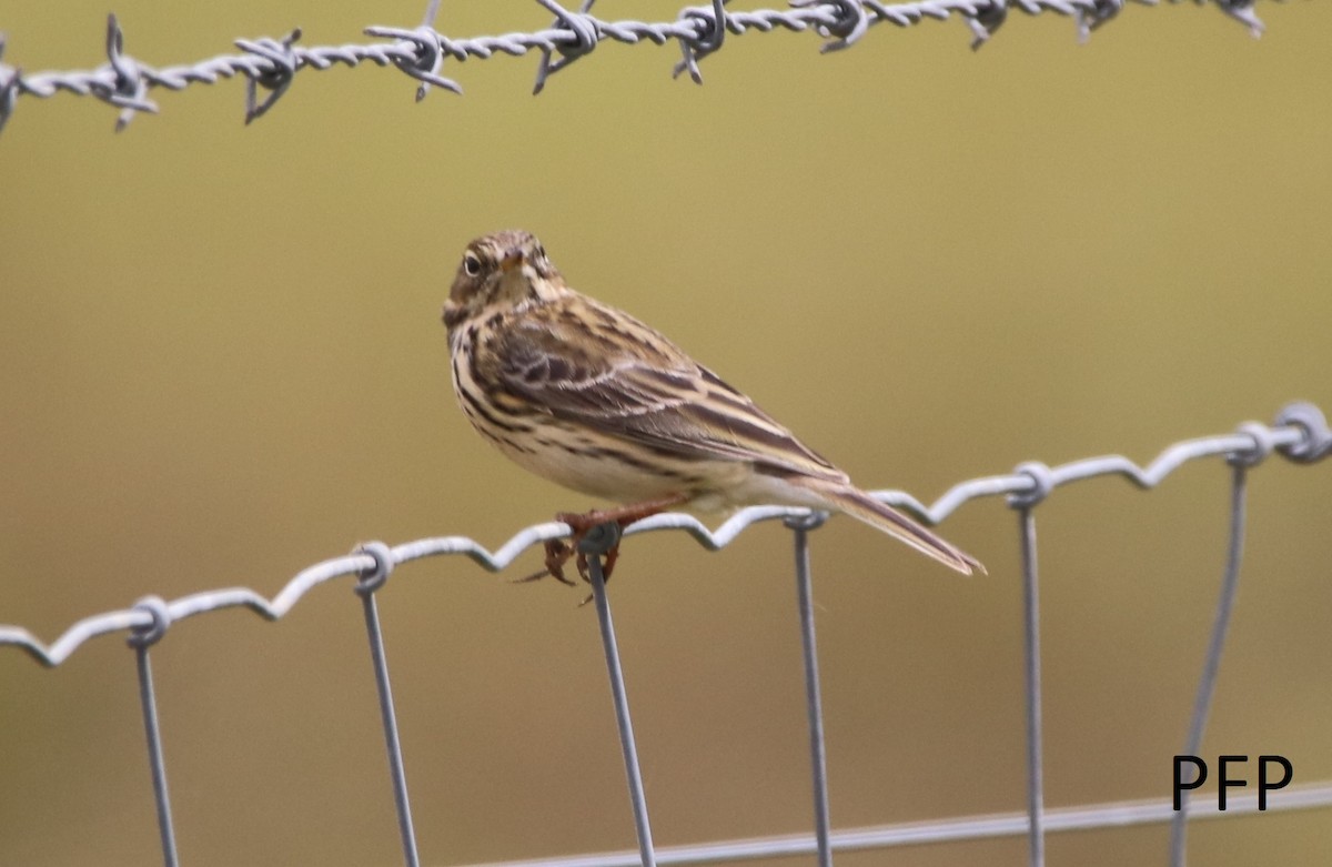 Meadow Pipit - ML94430281