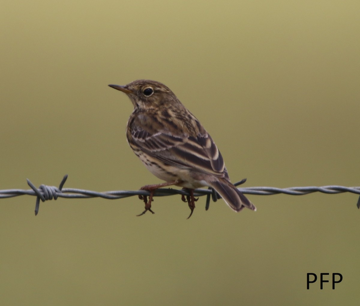 Meadow Pipit - ML94430291