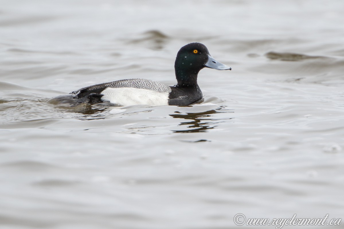 Greater Scaup - Rey Clermont