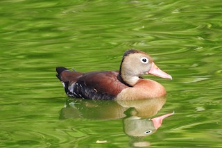 Black-bellied Whistling-Duck, ML94431941