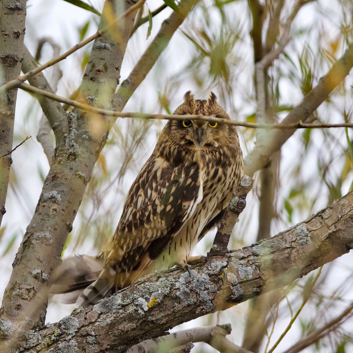 Short-eared Owl (Northern) - Peder Svingen