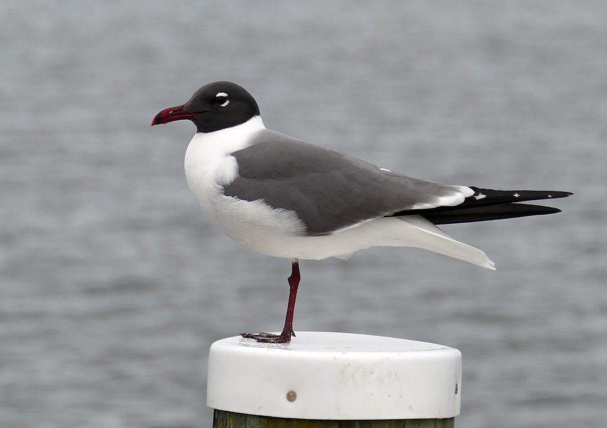 Laughing Gull - jerry amerson