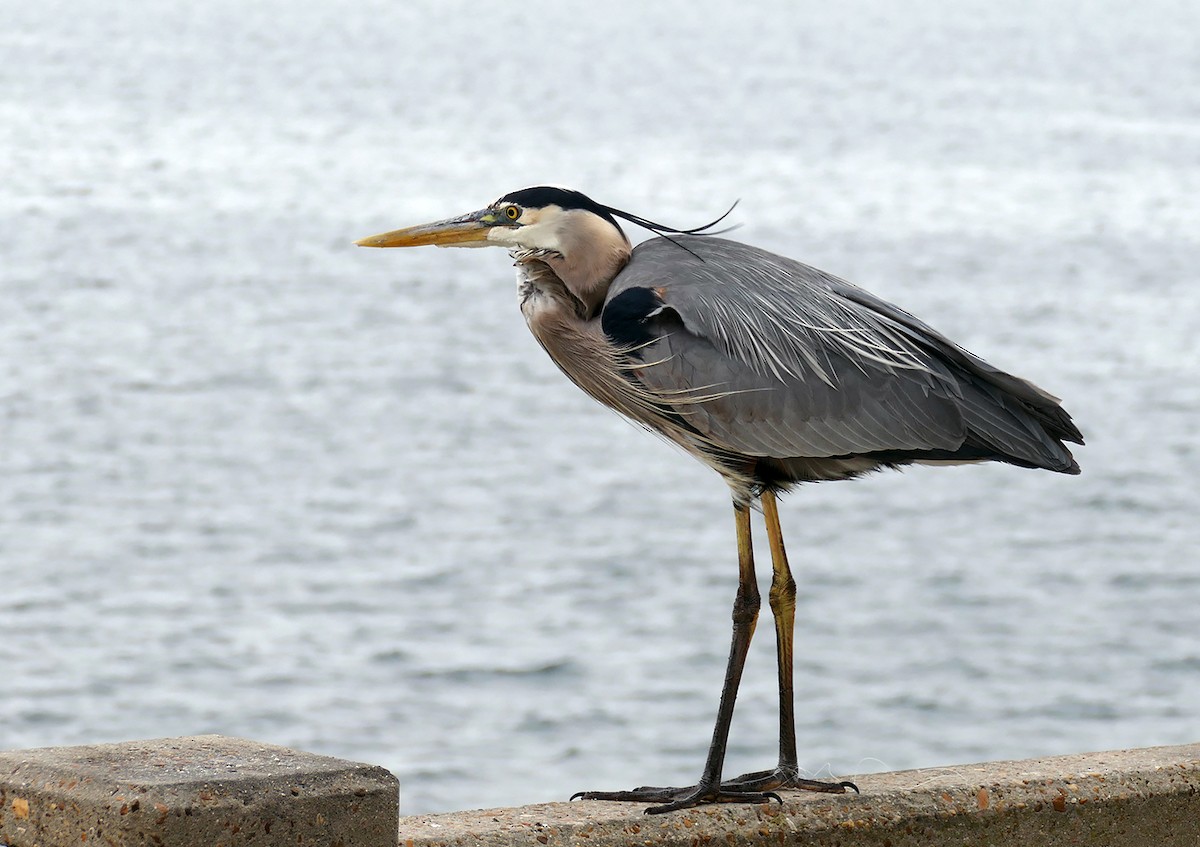 Great Blue Heron - jerry amerson