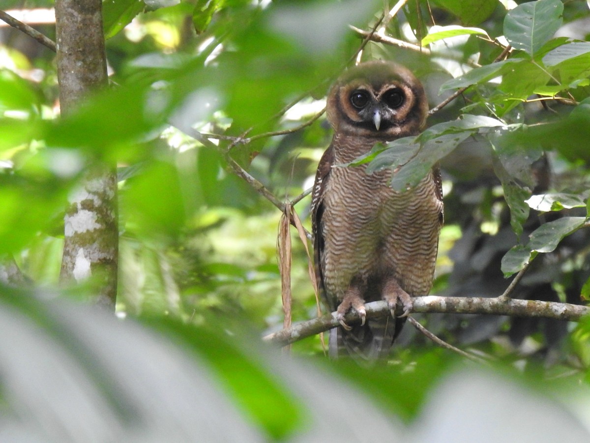 Brown Wood-Owl - Nimali Digo & Thilanka Edirisinghe