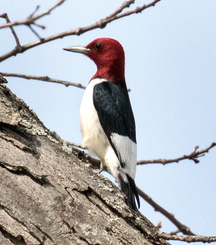 Red-headed Woodpecker - Kathryn Black