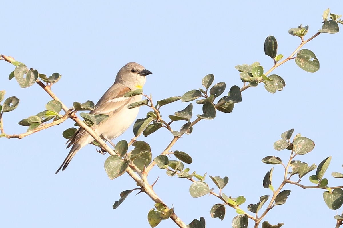 Yellow-throated Sparrow - Ali Sangchooli