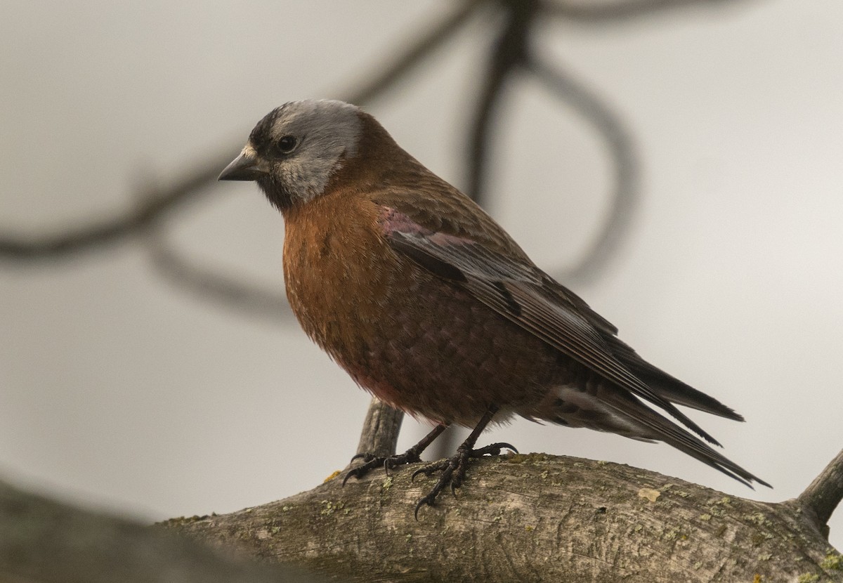 Gray-crowned Rosy-Finch - ML94444631