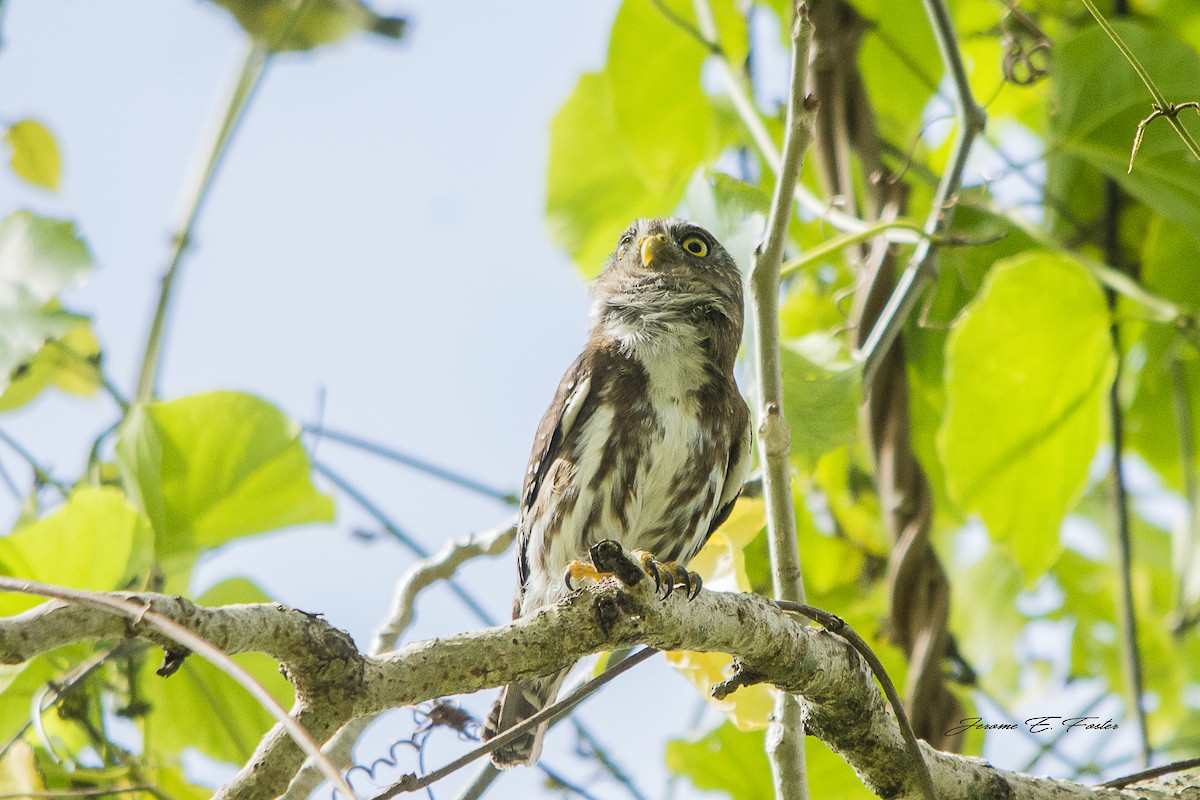 Ferruginous Pygmy-Owl - Jerome Foster