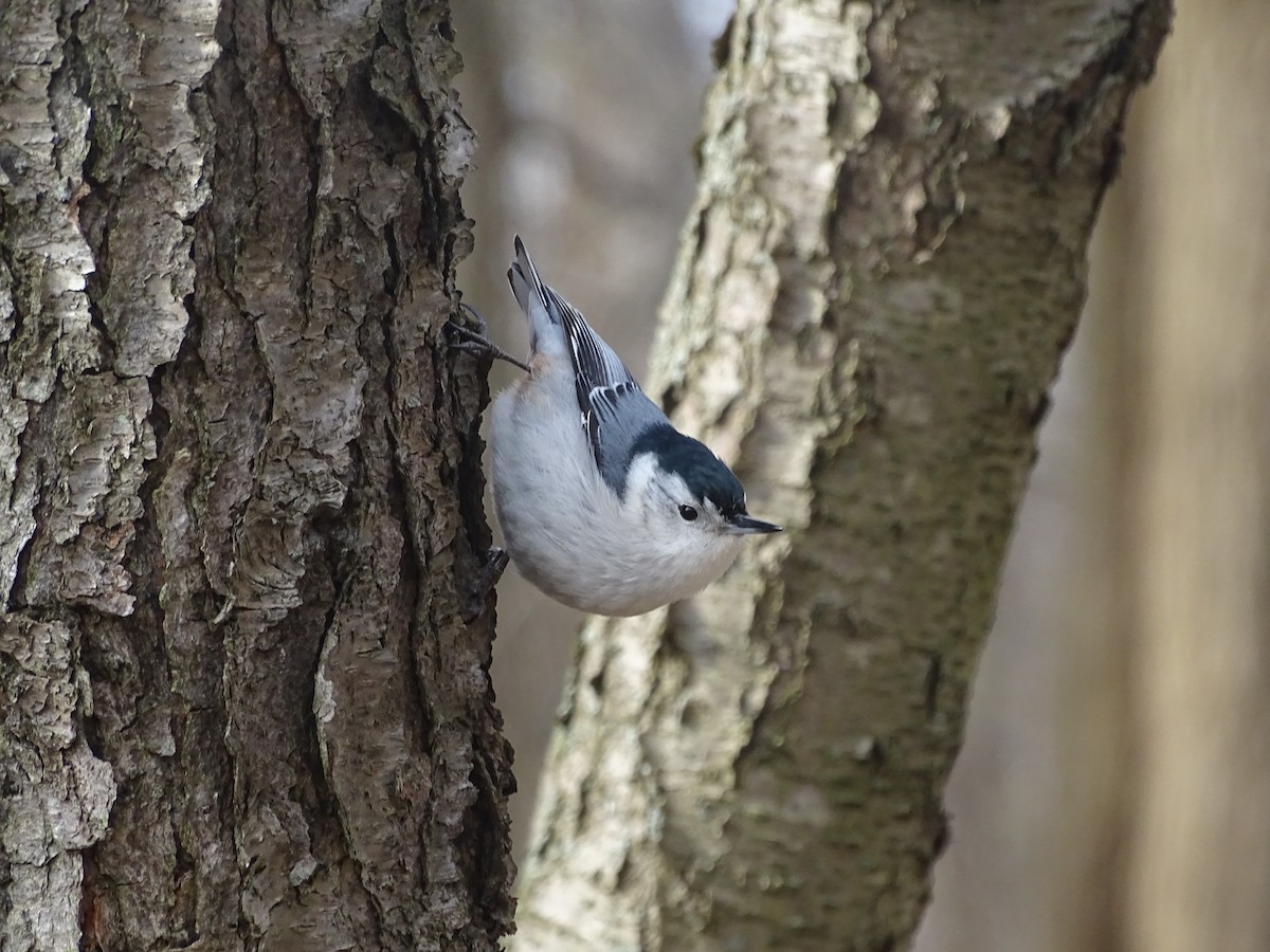 White-breasted Nuthatch - ML94445301