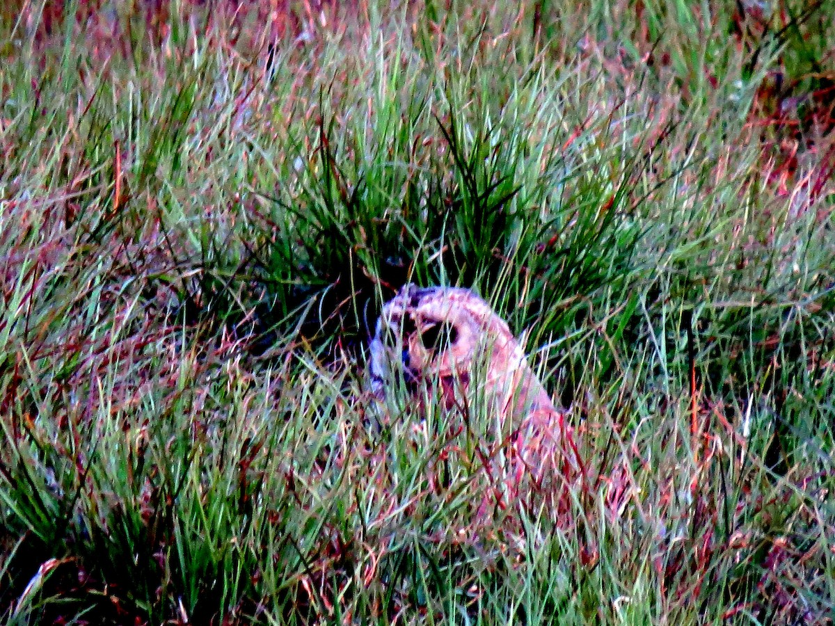 Marsh Owl - Pat McKay
