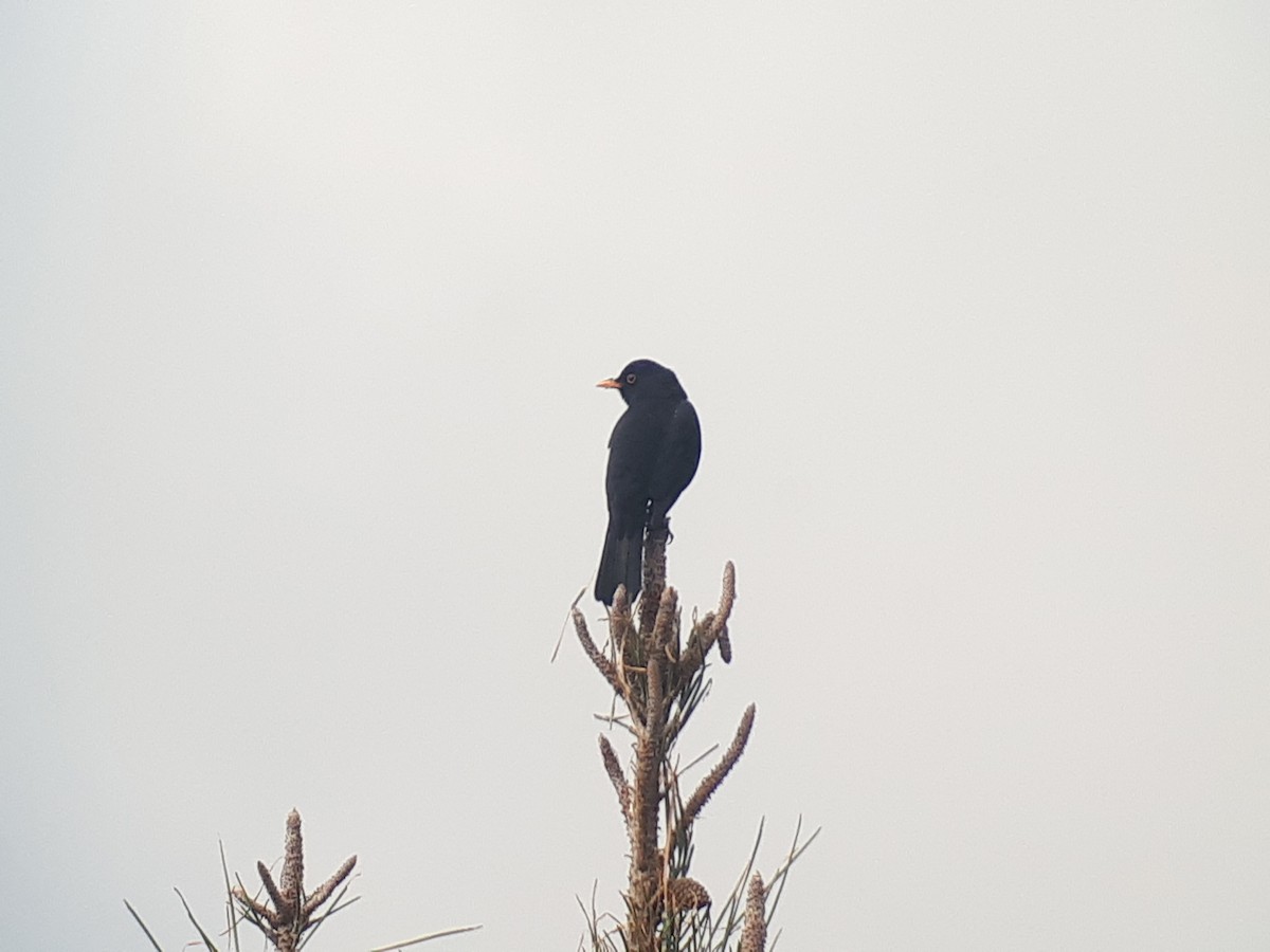 Eurasian Blackbird - ML94447901